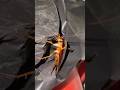 #cockroach #insects #nature #bug #macro #bee #ants #animals #shorts #shortvideo