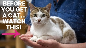 10 things I WISH I knew BEFORE getting a cat/kitten! ||10 Things To Know Before Getting A Cat ||