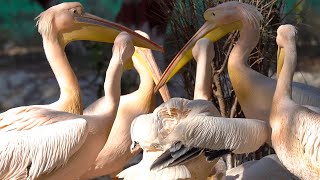 Pelicans birds sounds to attract other pelican screenshot 1