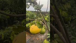 Do You Also Like Thopul Nelikai