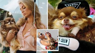 Paris Hilton's dog dead at 23