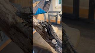 Don’t Take My Check!! #reptiles #exoticpets #funny #petreptile #zoo #iguana #funnyreptile