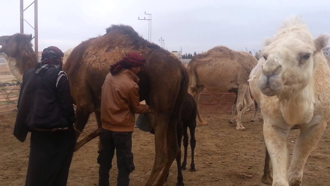 Camel Milking - near Mafraq, Jordan (4 January 2015) - YouTube