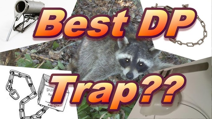 Dog-Proof Traps Make Raccoon Trapping Simple – Georgia Outdoor News