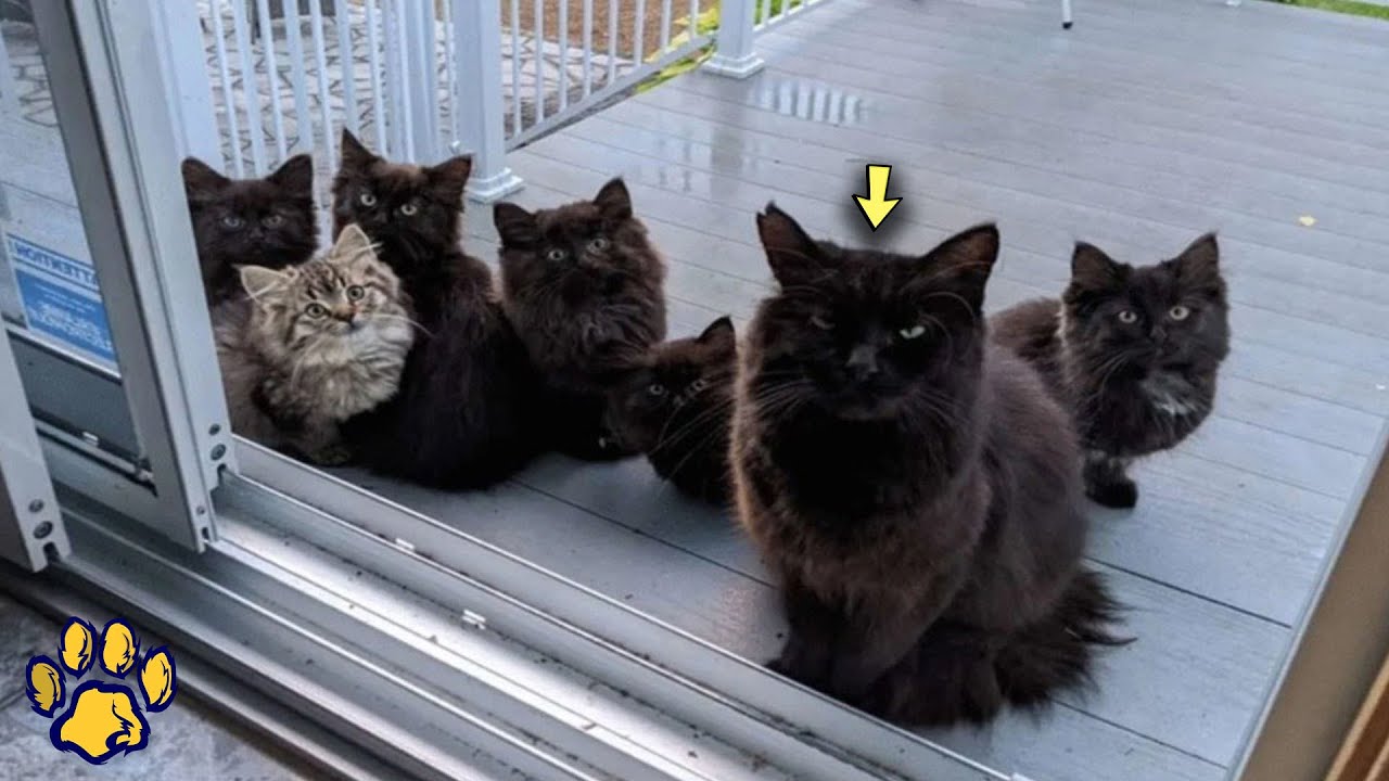 A Woman Helped a Stray Cat, and the Cat Brought Her Kittens to Her for