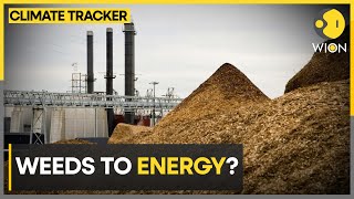 Australia: Weed to fuel biomass generator | World News | WION Climate Tracker