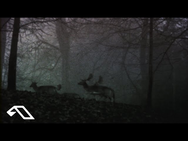 16BL, Wild Dark, Megan Morrison - Shadows On The Wall (16BL Remix)