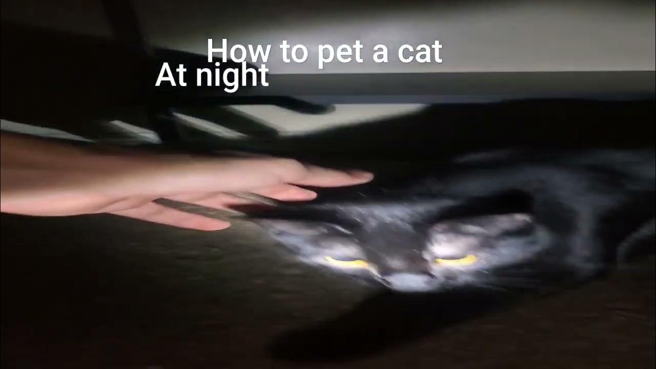 how to pet a cat at night (Master difficulty) YouTube
