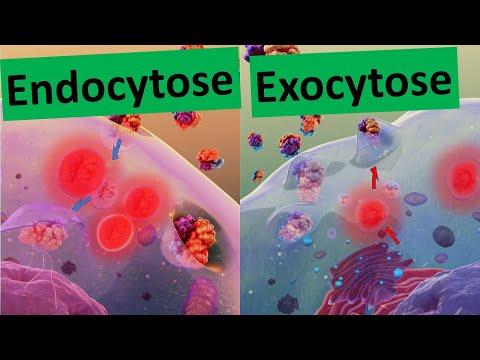 Video: Während Endozytose Materialien sind?