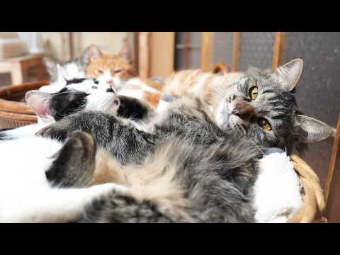 あほねこ neko