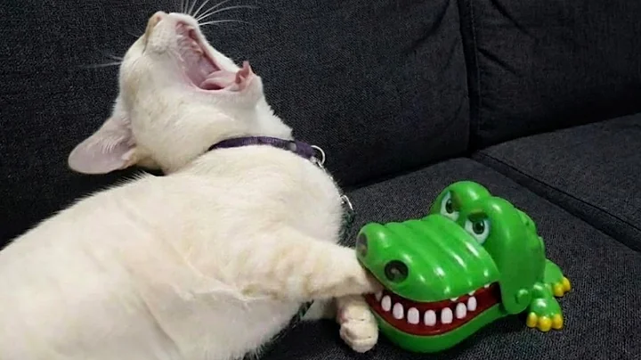 Video 11884851: laugh funny cat