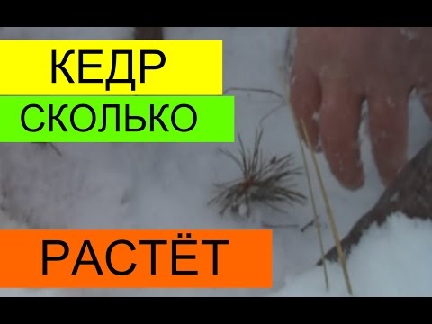 Как быстро растут кедры