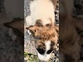 #puppylove #animals #puppy #puppylife #puppies #usa