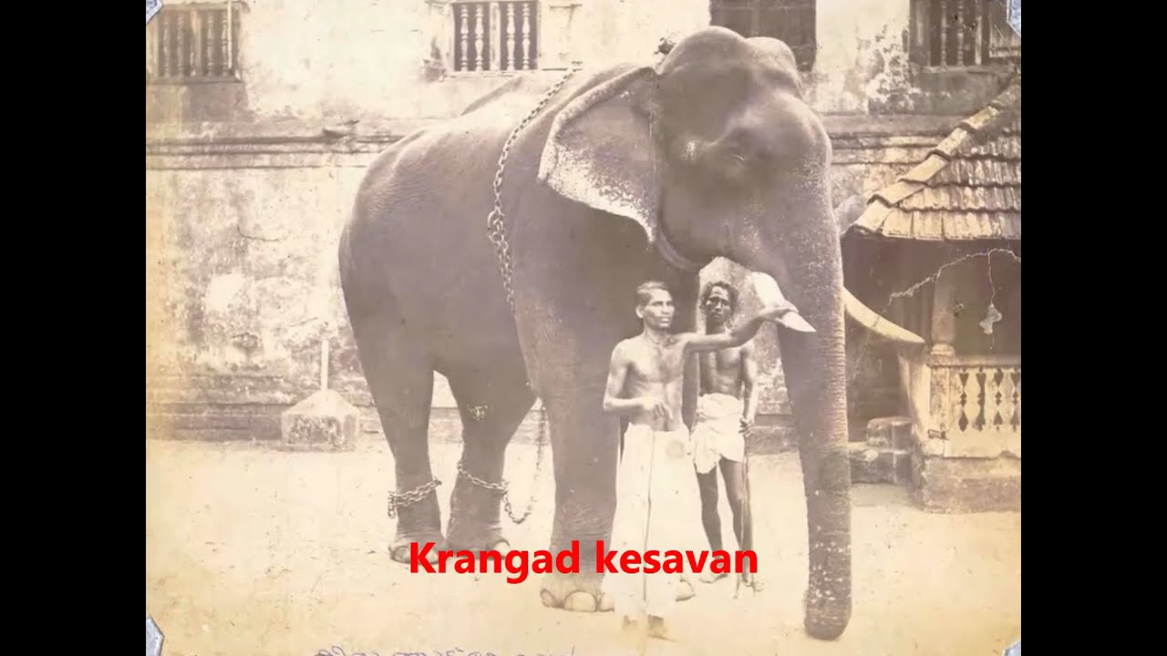 Famous Old Elephants of Kerala(Died ) l  പേരുകേട്ട കേരളത്തിലെ പഴയ ആനകൾ