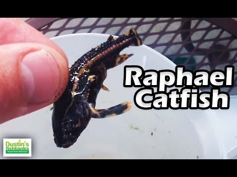 Video: Acquario d'acqua dolce unico Catfish-Raphael Species