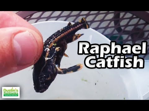 Video Aquarium catfish species pictures