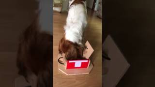 Testing a dog's intelligence... by My Intelligent Dogs® 676 views 6 years ago 1 minute, 46 seconds