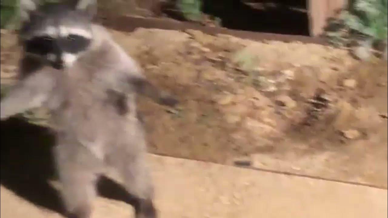 T-pose Racoon With the Imperial March #shorts 