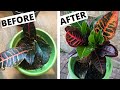 CROTON Problems? What a Croton Plant Needs to THRIVE | Petra Crotons