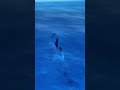GTA 5: Grand Theft Auto Five Franklin Eats Peyote Underwater Turns Into Orca #gta5 #gtaworld #short