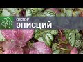 Обзор эписций. Комнатные растения.