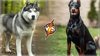 Doberman VS Husky || Husky VS Doberman - Who Would Win?