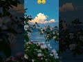 #viral #cat #video #trending #please #support me 💕💕💕
