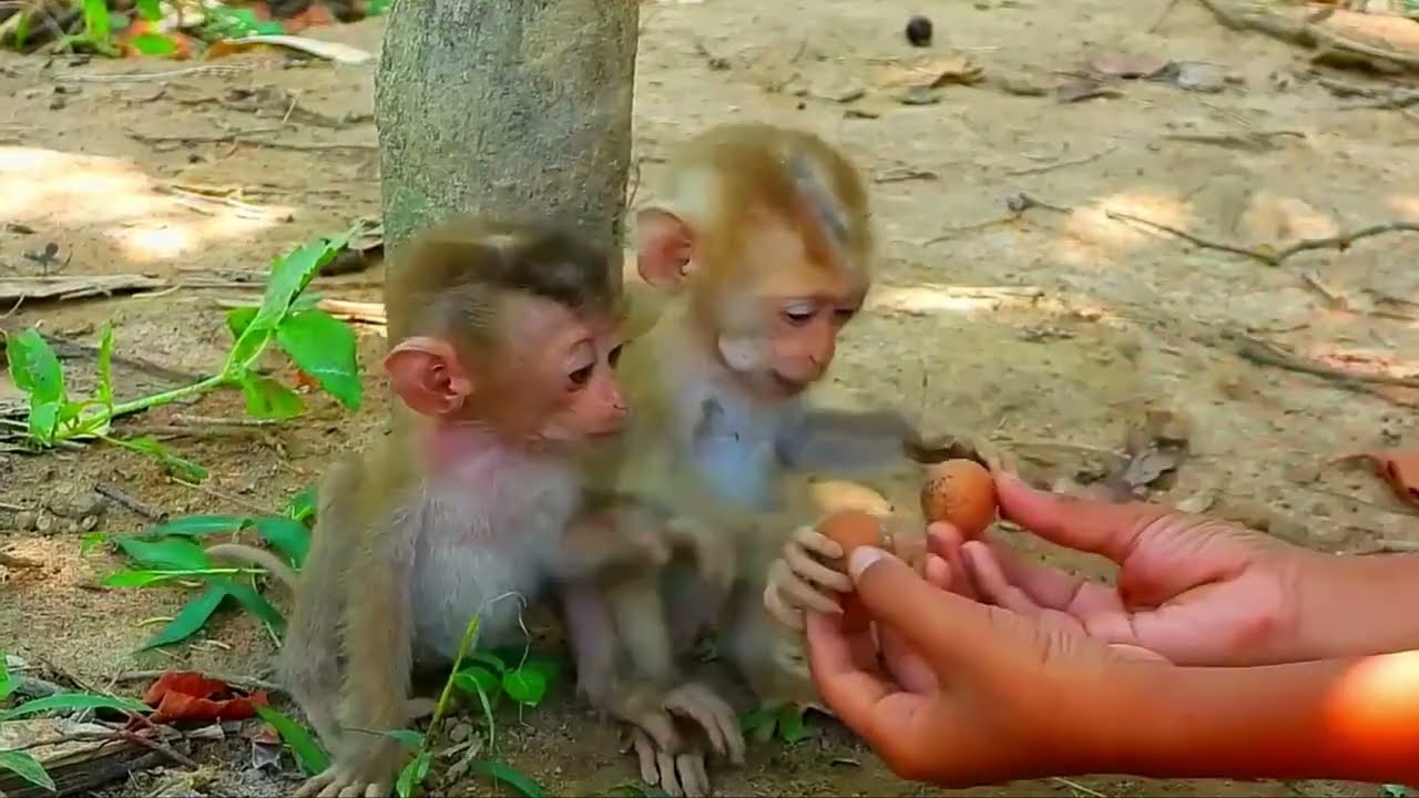 Both pitiful and adorable, the two baby monkeys are sleeping on the ground, orphaned monkeys.