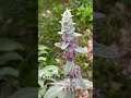 Flowers in Bloom! Singing birds too!