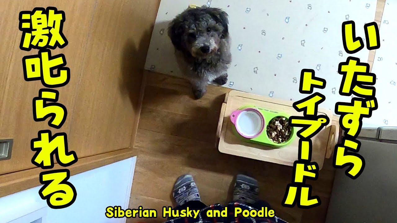 イタズラして飼い主から怒られるトイプードルの様子 Husky And Poodle Youtube