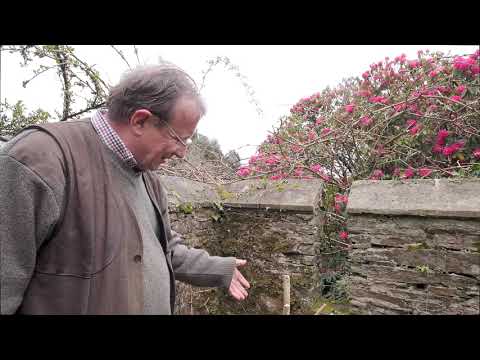 Pruning Forsythia -