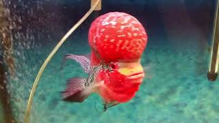 GRAND CHAMPION WINNER OF THE FLOWERHORN COMPETITION IN VIETNAM 2012 !