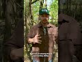 What is Nature Play?