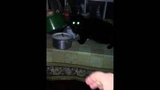 Сумасшедший кот :))) Сумасшедший кот :)))