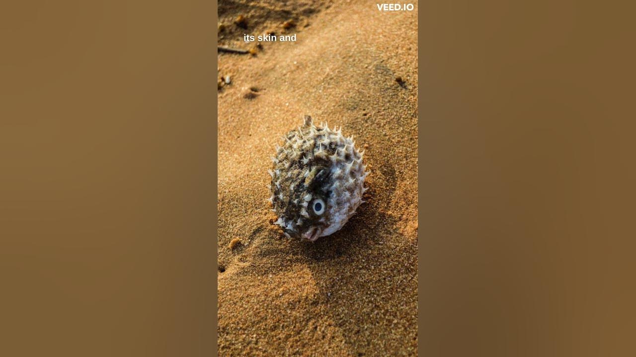 5 Interesting Facts About Pufferfish