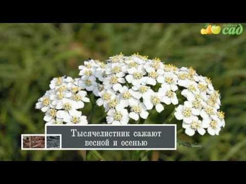 Посадка тысячелистника - как правильно посадить тысячелистник