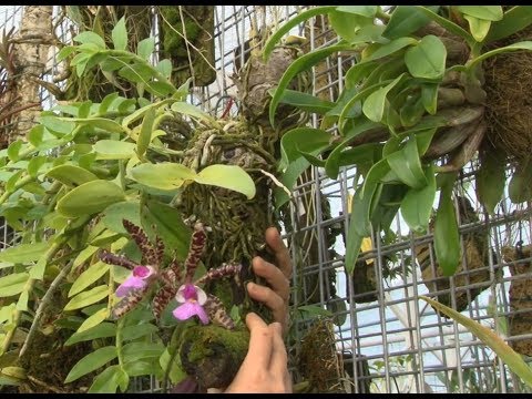 Vidéo: Orchidées Au III Festival D'hiver Des Orchidées Et Autres Plantes Exotiques