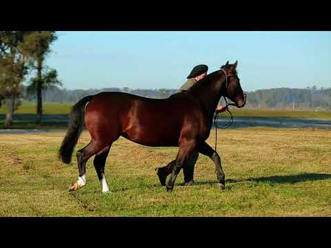 Lote 41 - Relíquia da Cabanha Santa Fé