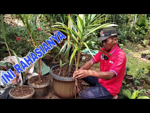 Video: Menanam Pohon Palem Ratu Dalam Pot - Cara Memelihara Tanaman Hias Ratu Palem