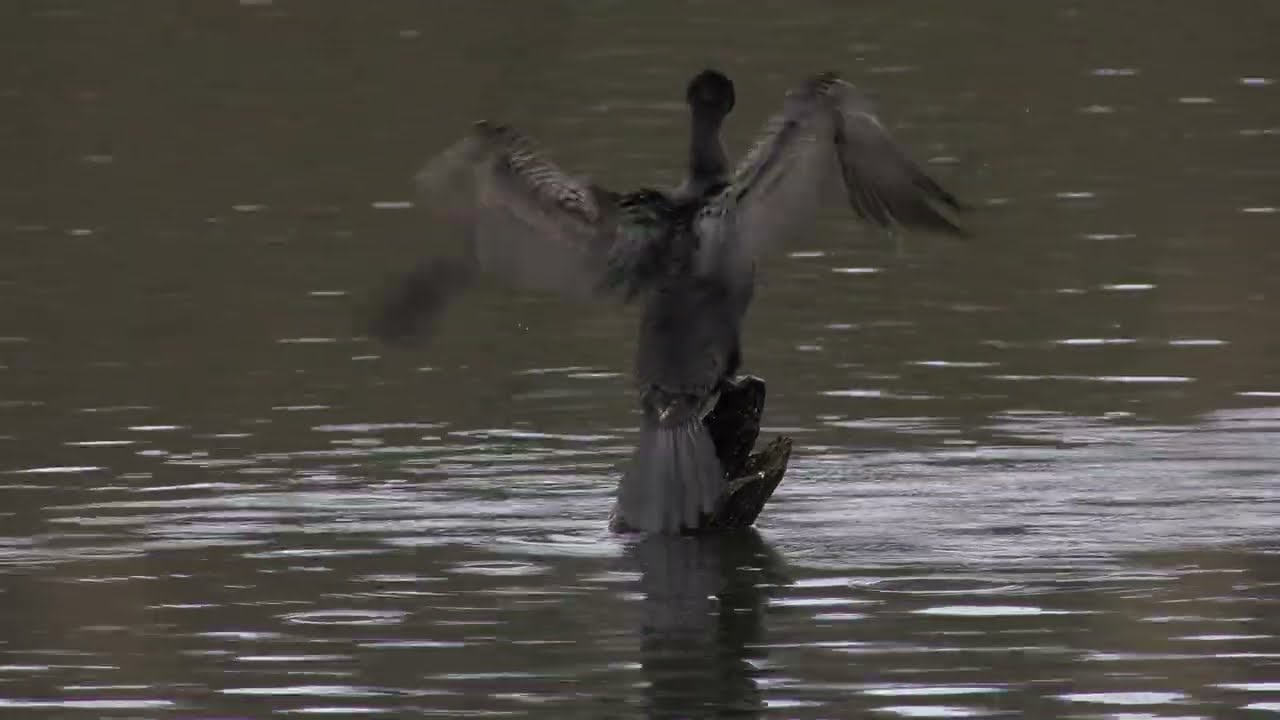 Teich - Aufnahmen - Videotagebuch 14.12.2025