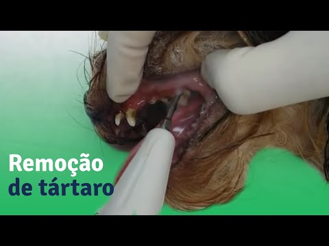 Vídeo: Dietas Dentais Que Funcionam Para Cães - Limpeza De Dentes De Cães - Nutrition Nuggets Dog