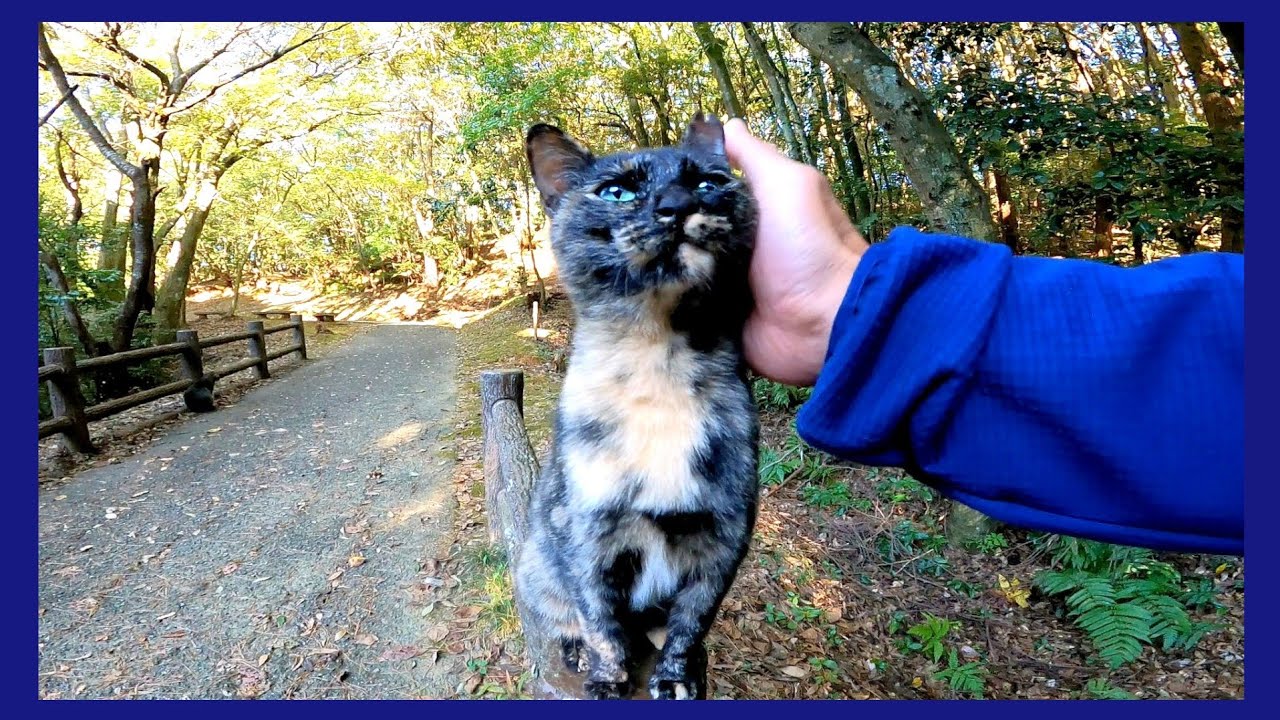 遊歩道で向こうから人懐っこいサビ猫が歩いてきた Youtube