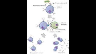 exercice d'immunologie