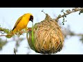 Most Amazing Nests In The Animal World