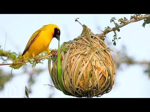 Most Amazing Nests In The Animal World