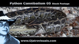 Python Cannibalism 05 Stock Footage