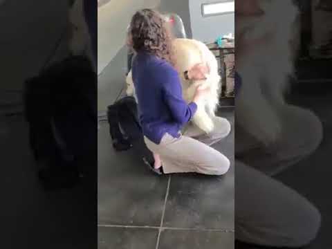 סיום שירות מלווה מוטס מישראל לאר"ב- מפגש ממיס את הלב בין הכלבה לבעלים