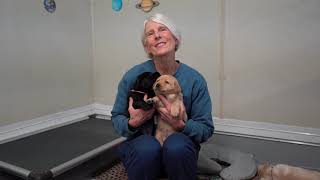 Whelping and Growth Center Tour by Can Do Canines 738 views 5 months ago 2 minutes, 57 seconds