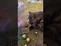 Самое милое видео #christmascats