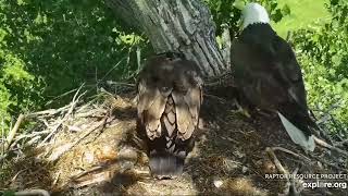 Decorah Eagles 6-20-23, 2:40 pm HM brings fish, DH2 mantles